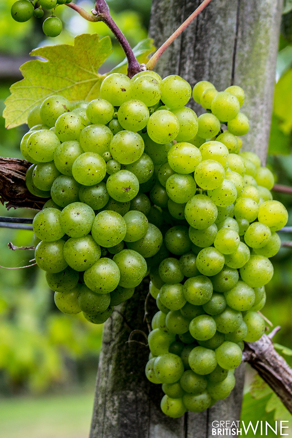 nutbourne_grapes