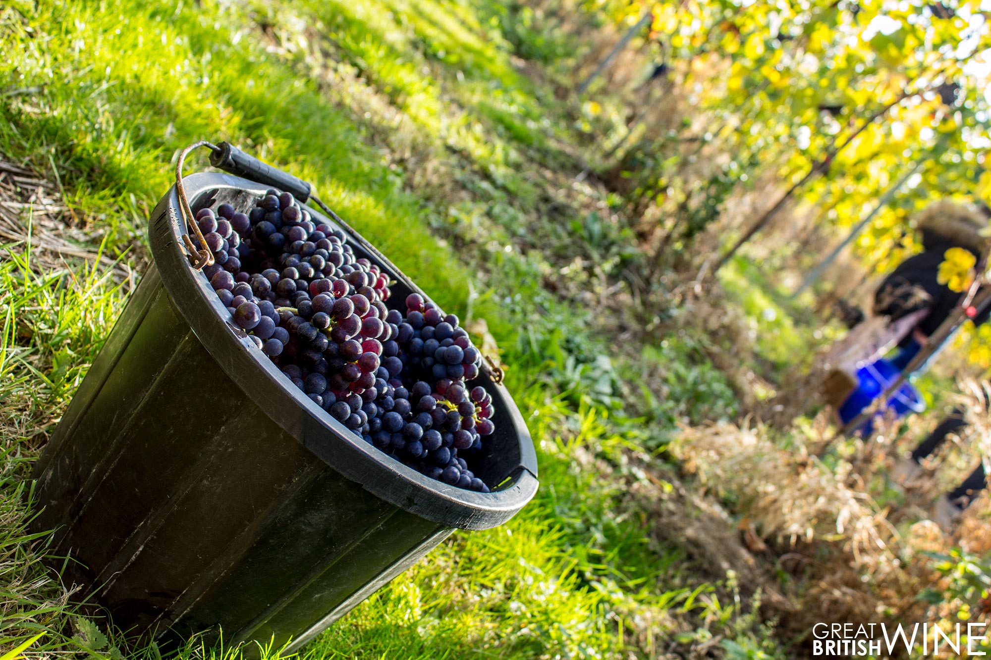 harvest2016_squerryes_grapes